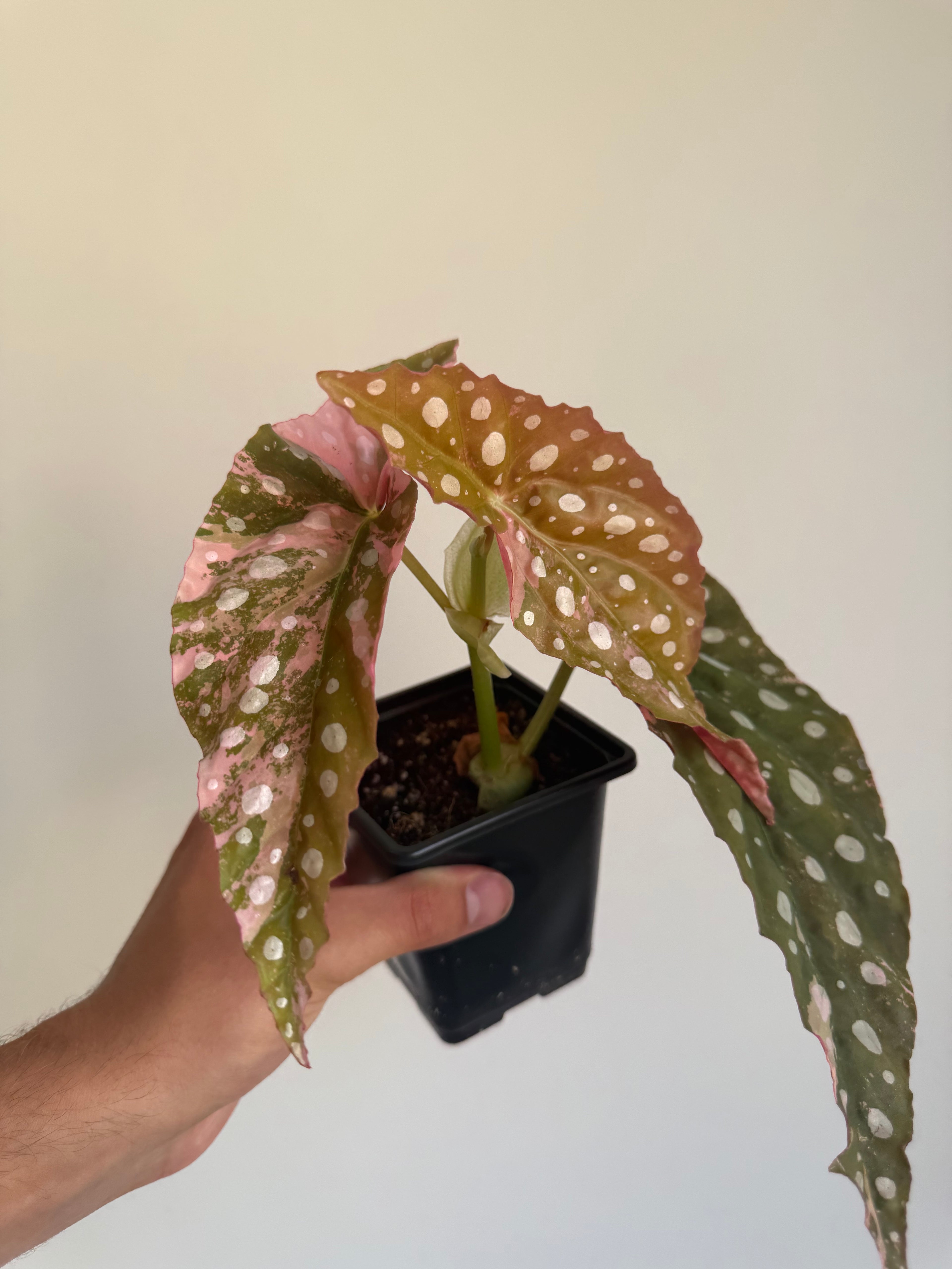 Begonia Maculata ‘pink’ #7