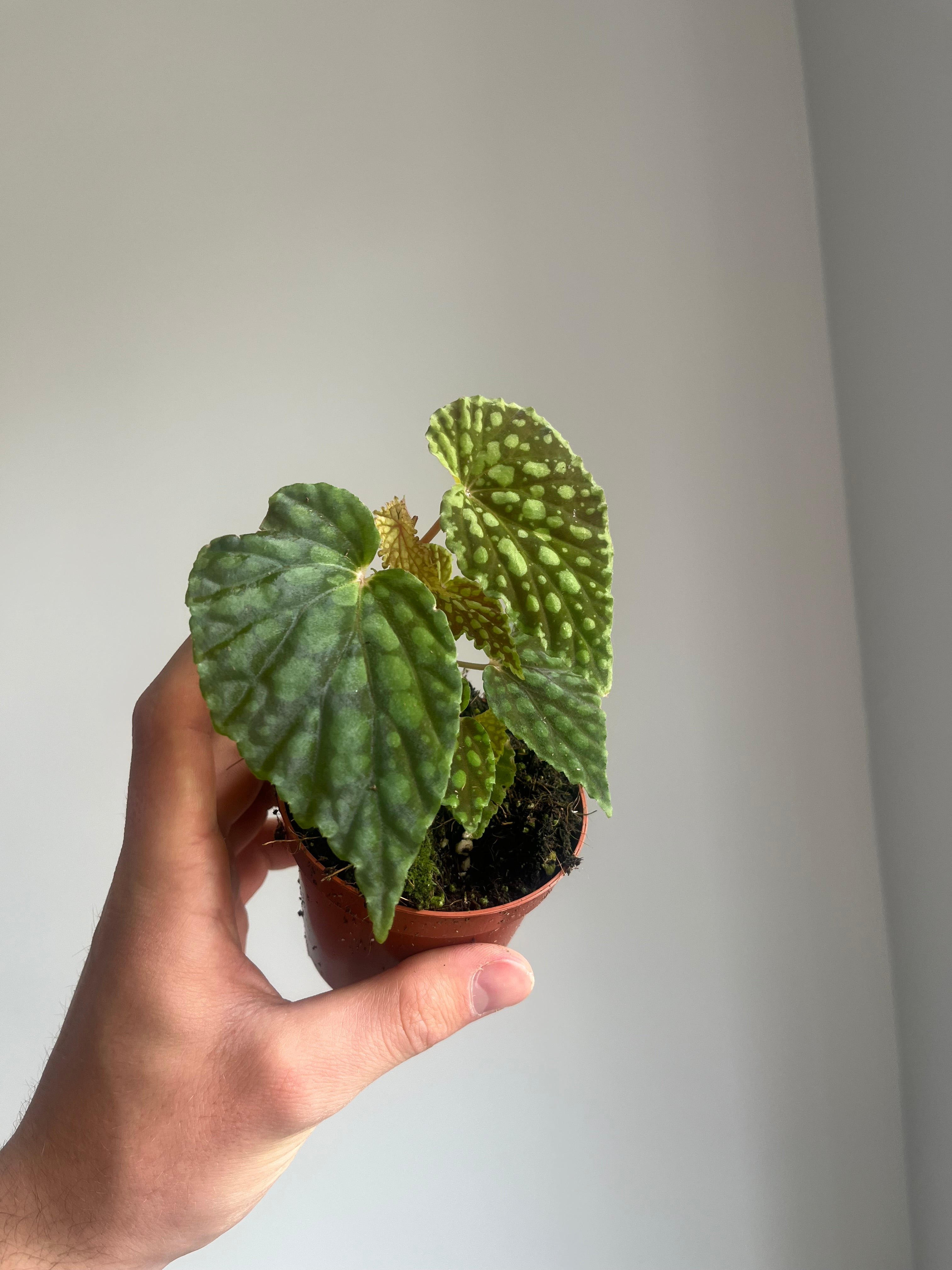 Begonia 'Chlorositcta'