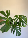 Monstera Lime lightning Large Form