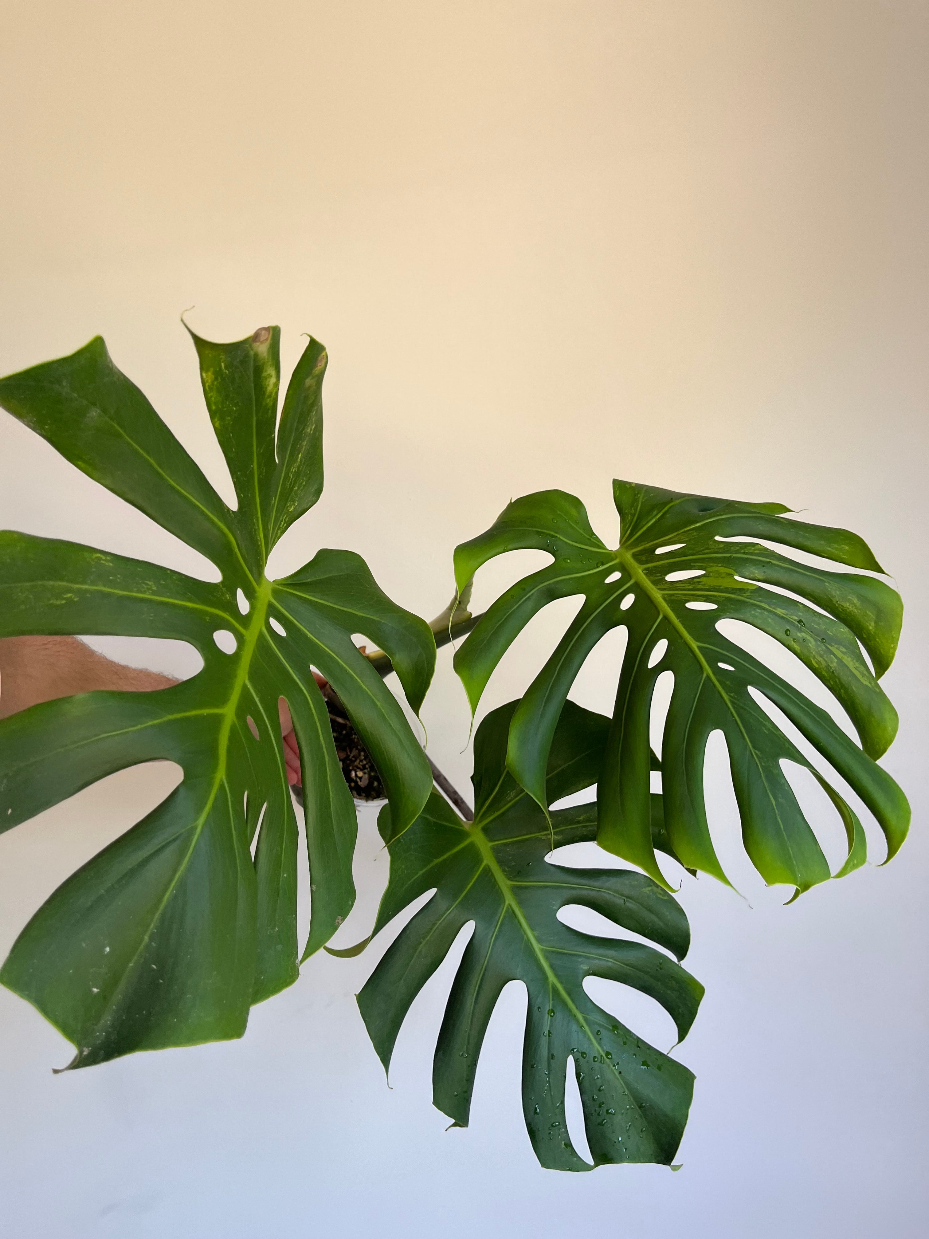 Monstera Lime lightning Large Form