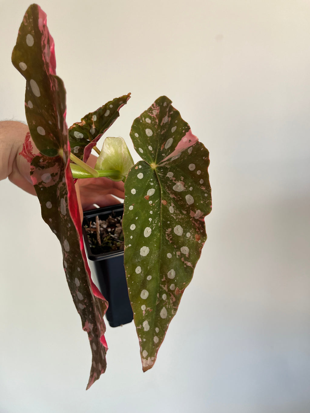 Begonia Maculata ‘pink’ #3