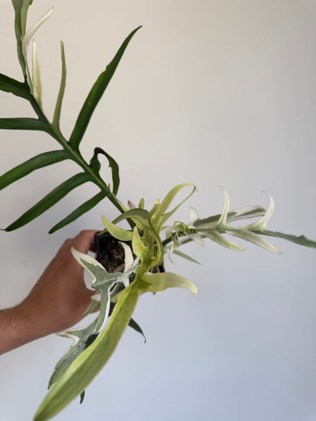 Philodendron Tortum Albo variegated