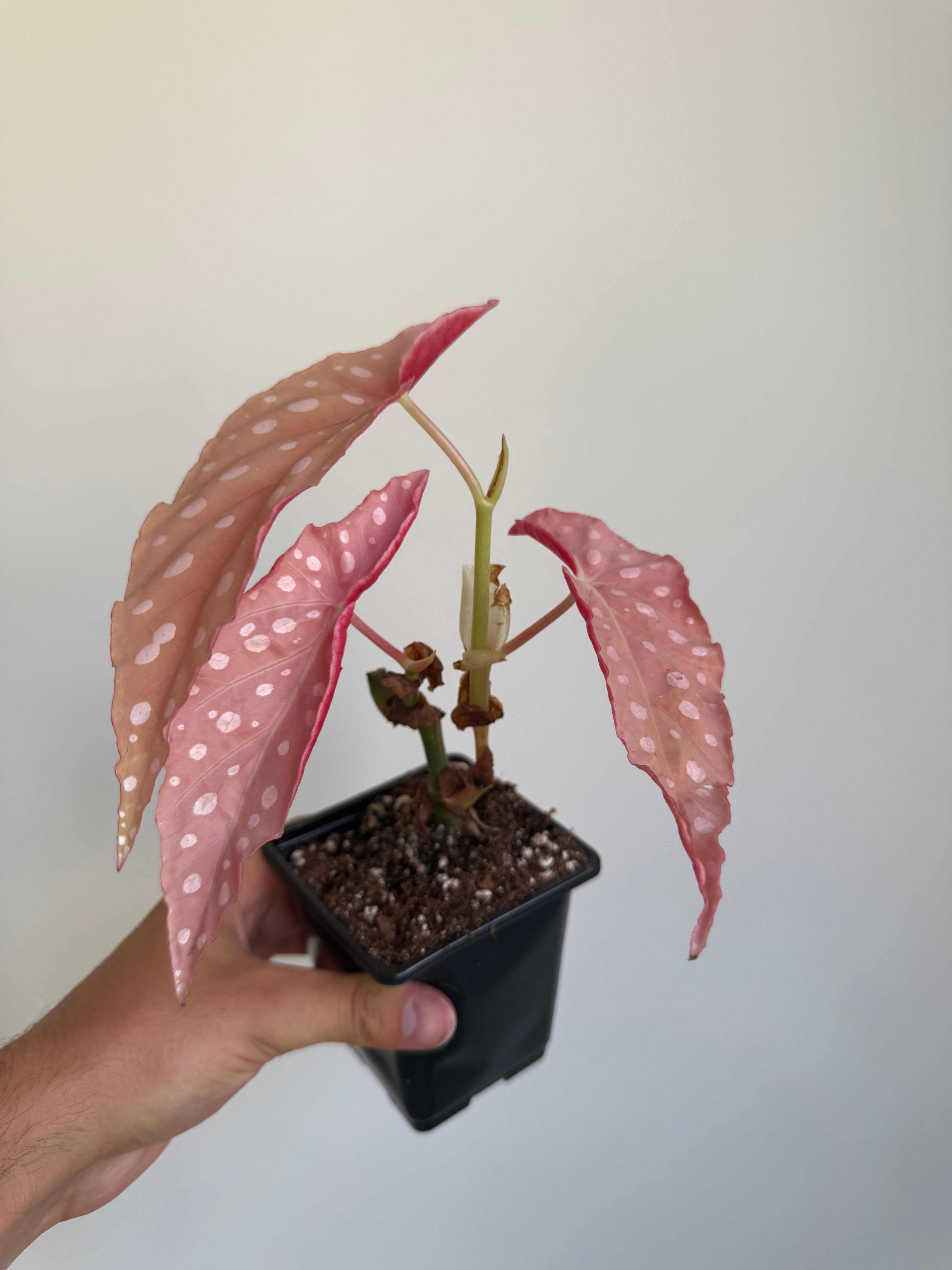 Begonia Maculata ‘pink’ #2
