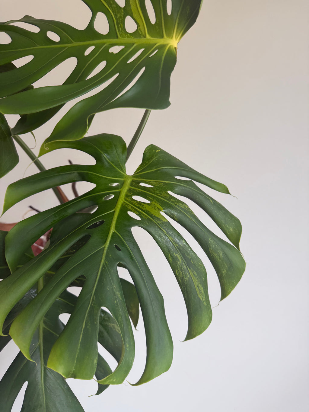 XL Monstera Lime lightning