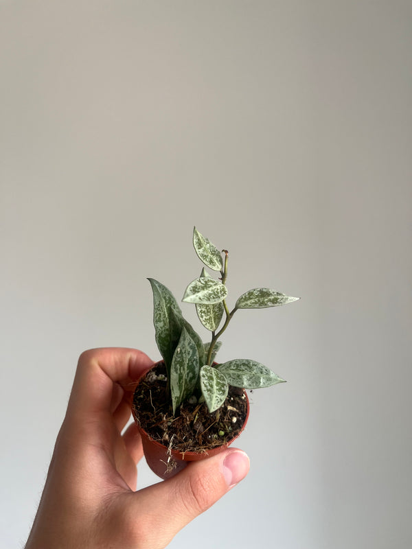 Hoya Lacunosa 'Snow Leapord'