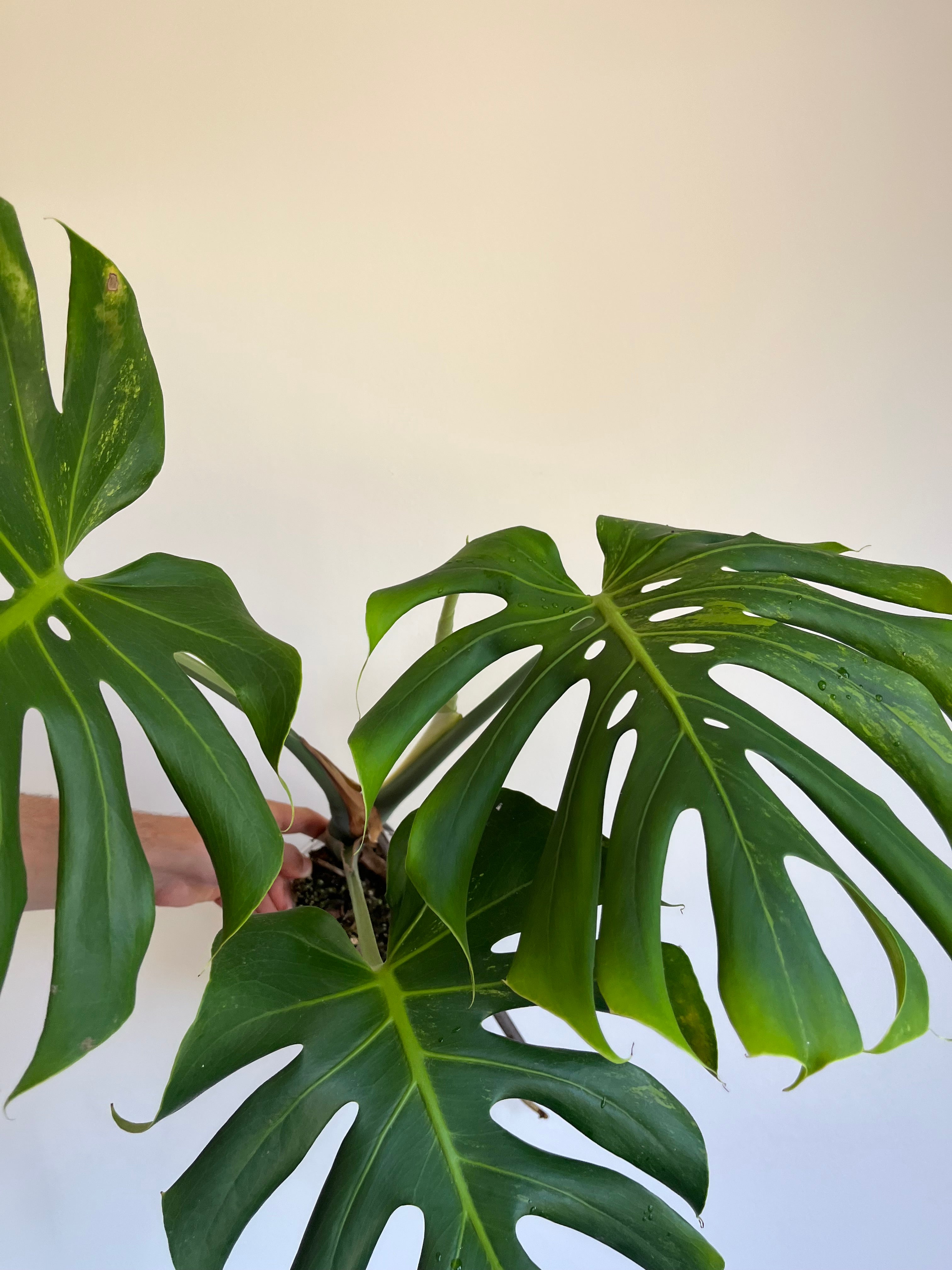 Monstera Lime lightning Large Form