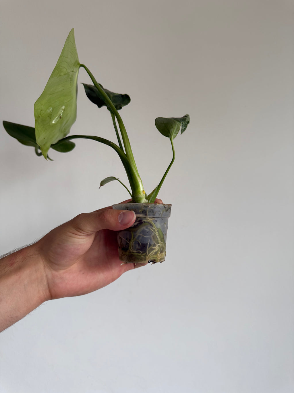 Monstera Bulbasaur