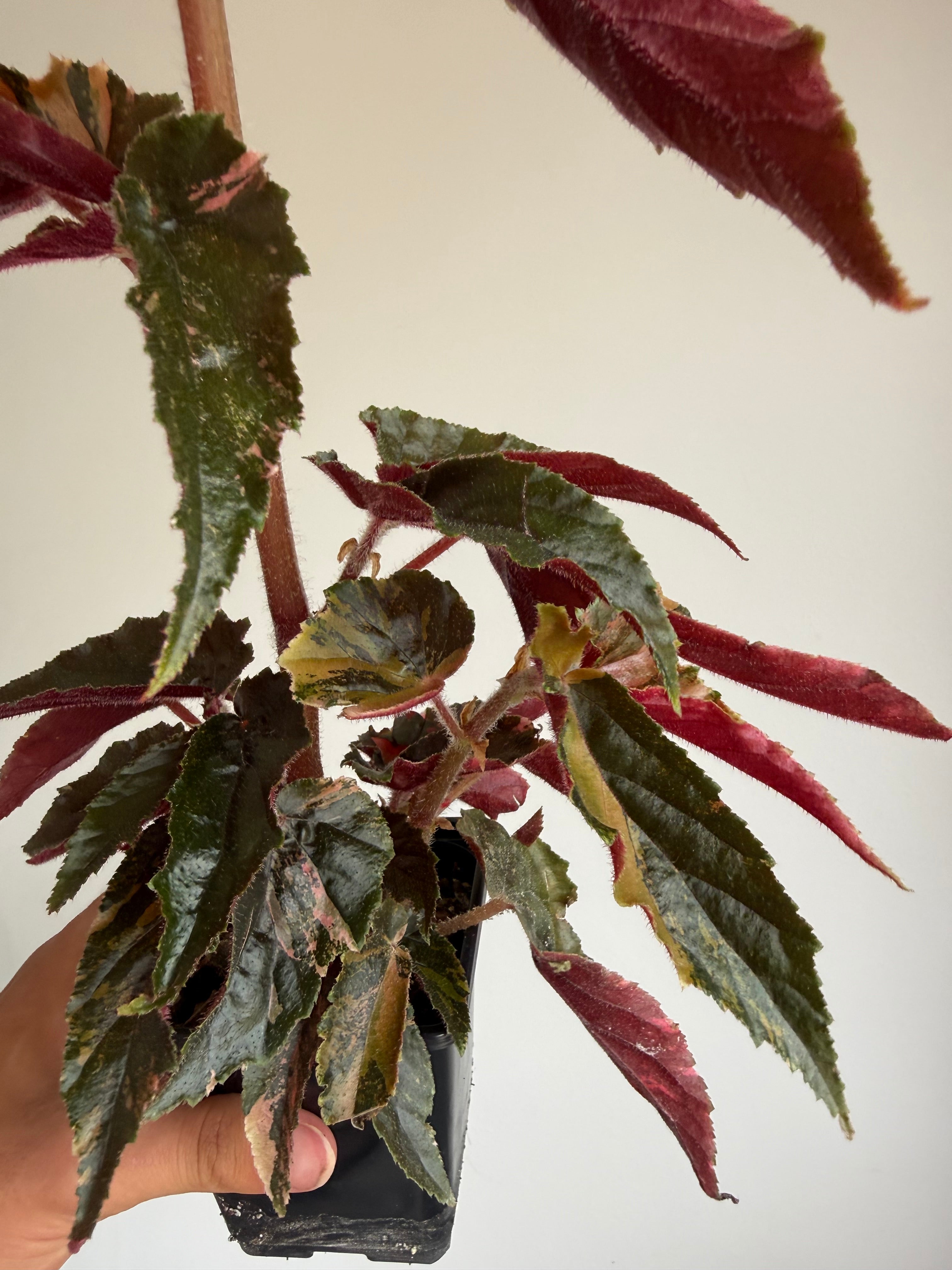XL Begonia Ginny Galaxy