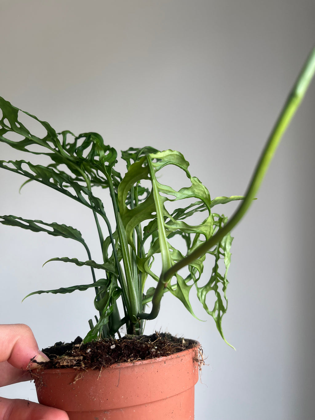 Monstera obliqua 'Peru'