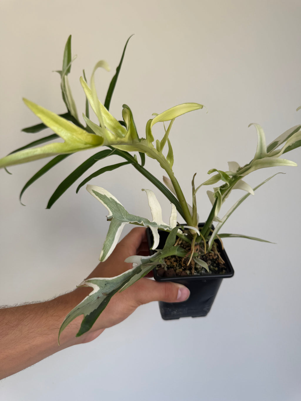 Philodendron Tortum Albo variegated