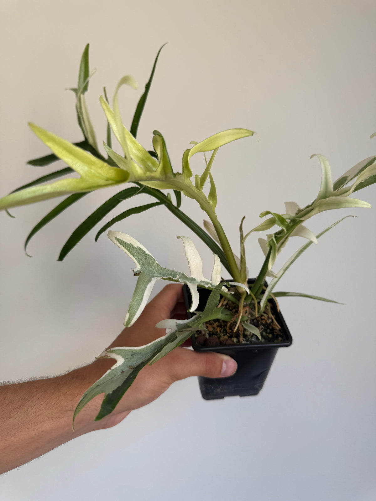 Philodendron Tortum Albo variegated