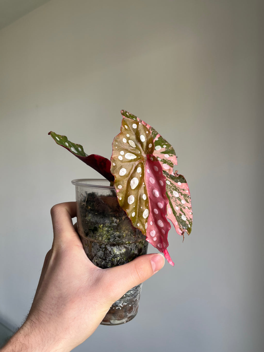 Begonia Maculata ‘pink’ #4