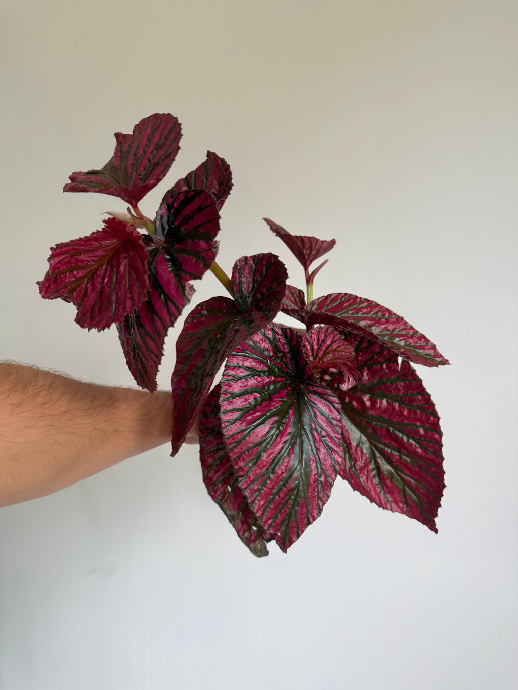 XL Begonia Brevimosa Exotica