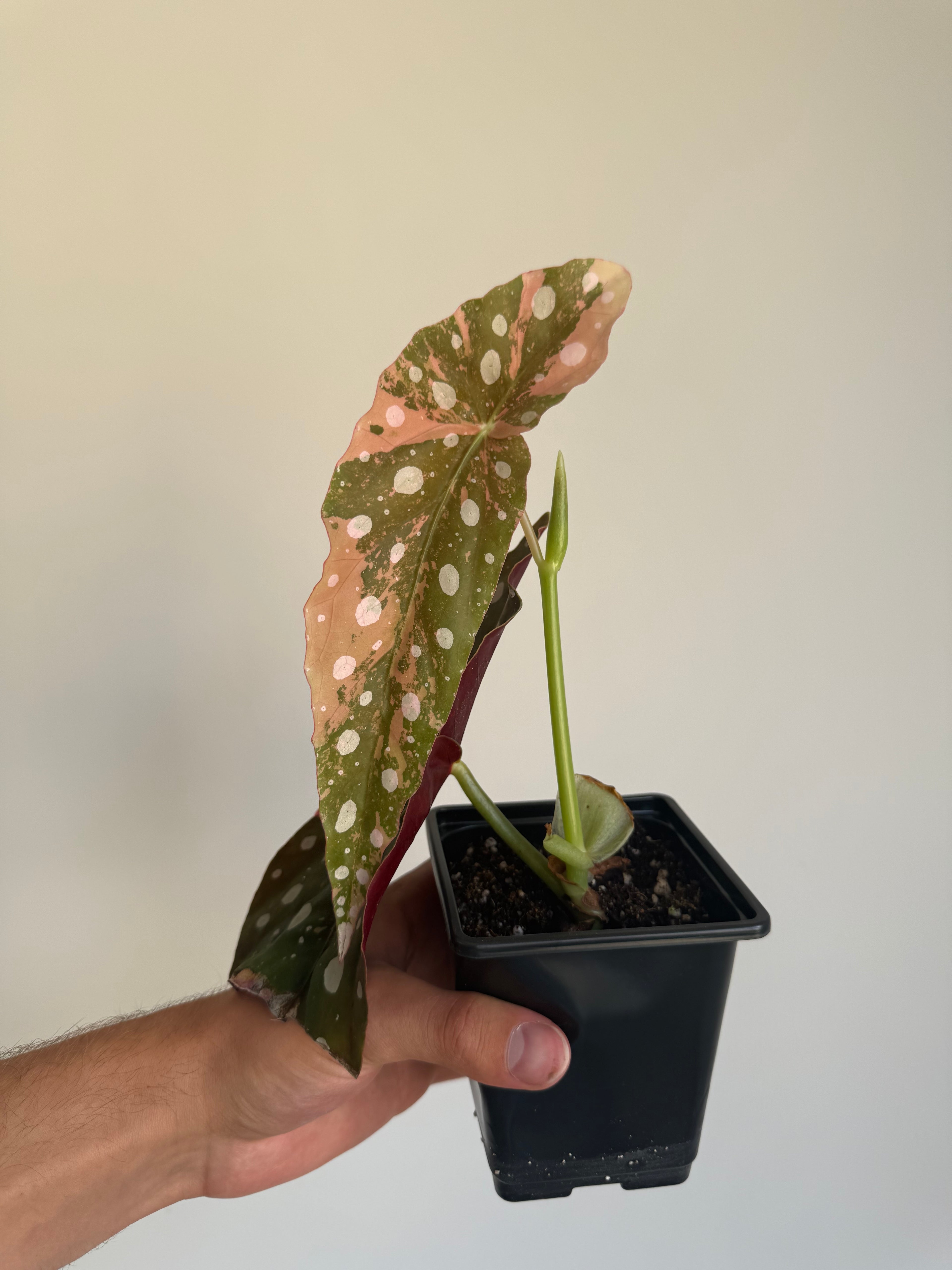 Begonia Maculata ‘pink’ #4