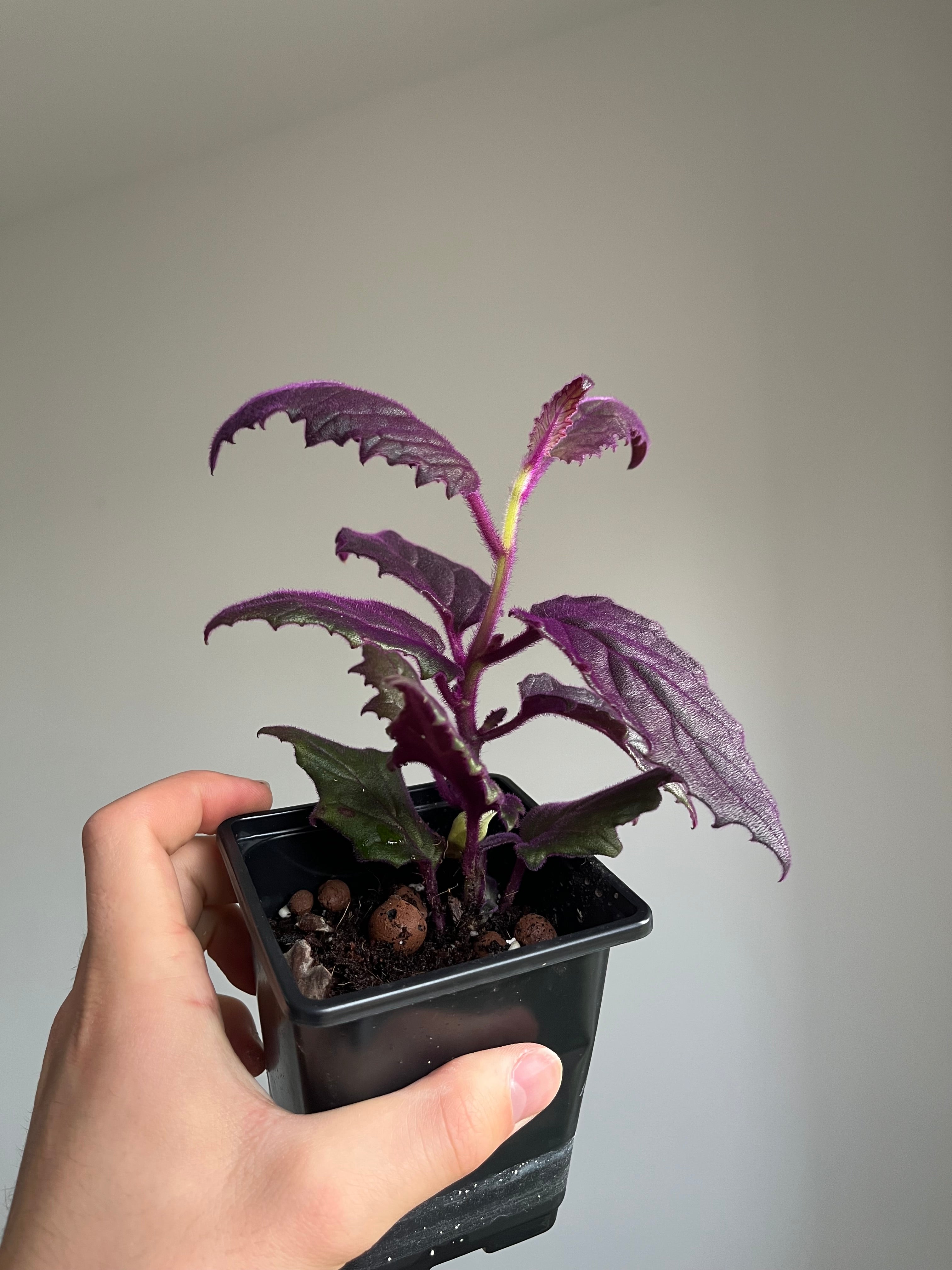 Gynura Aurantiaca 'Velvet plant'