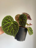 Begonia melanobullata