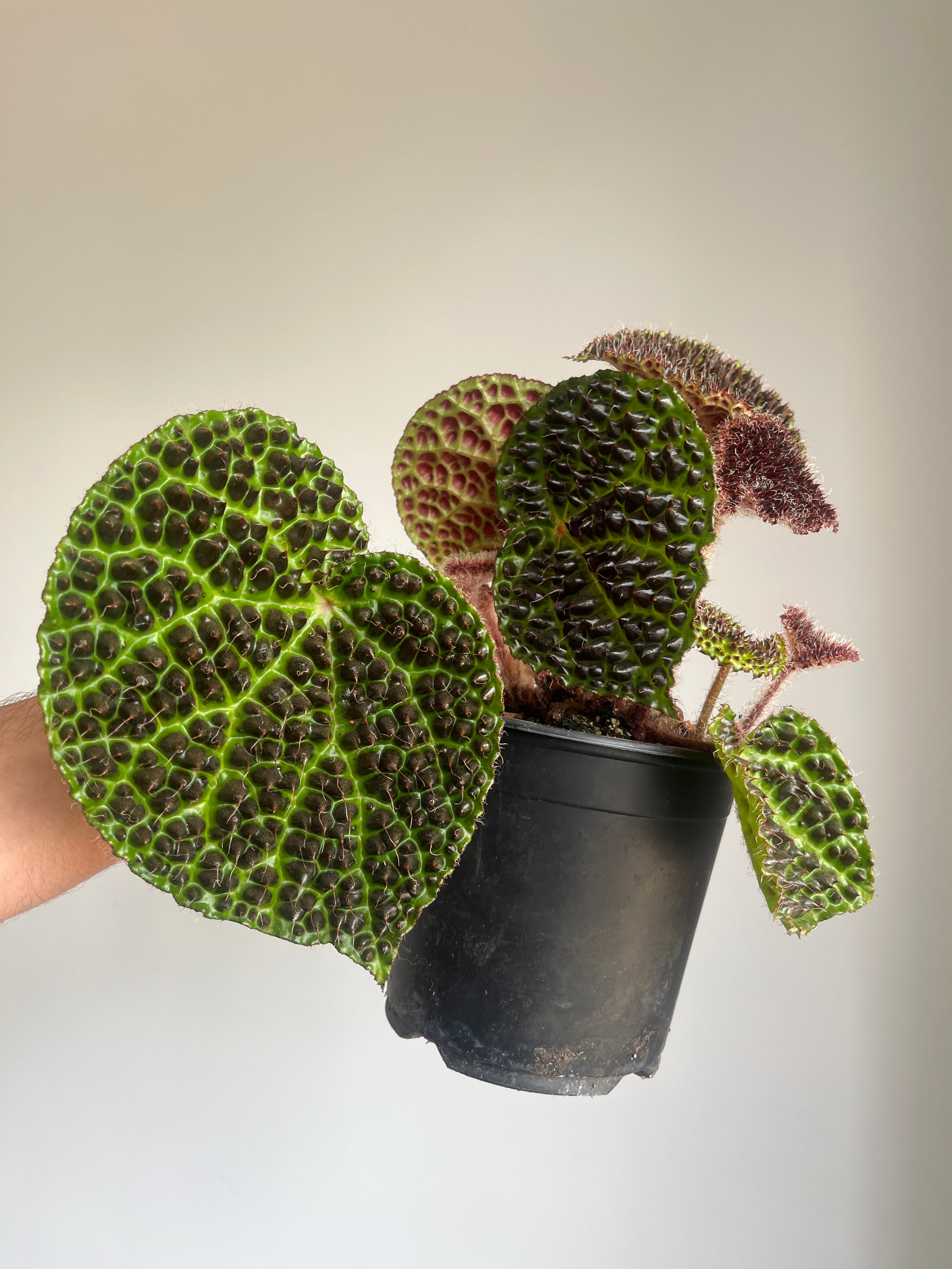 Begonia melanobullata
