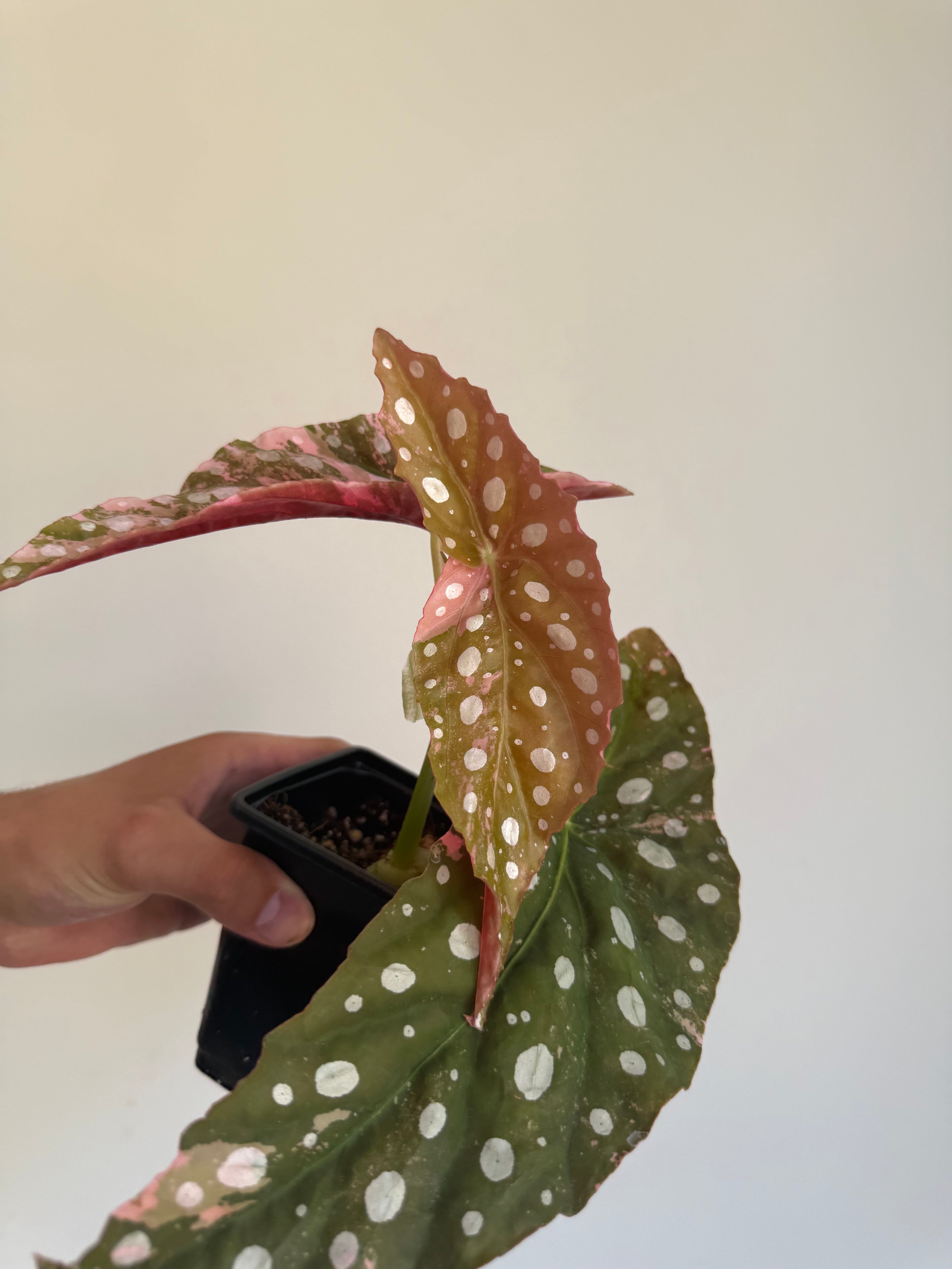 Begonia Maculata ‘pink’ #7
