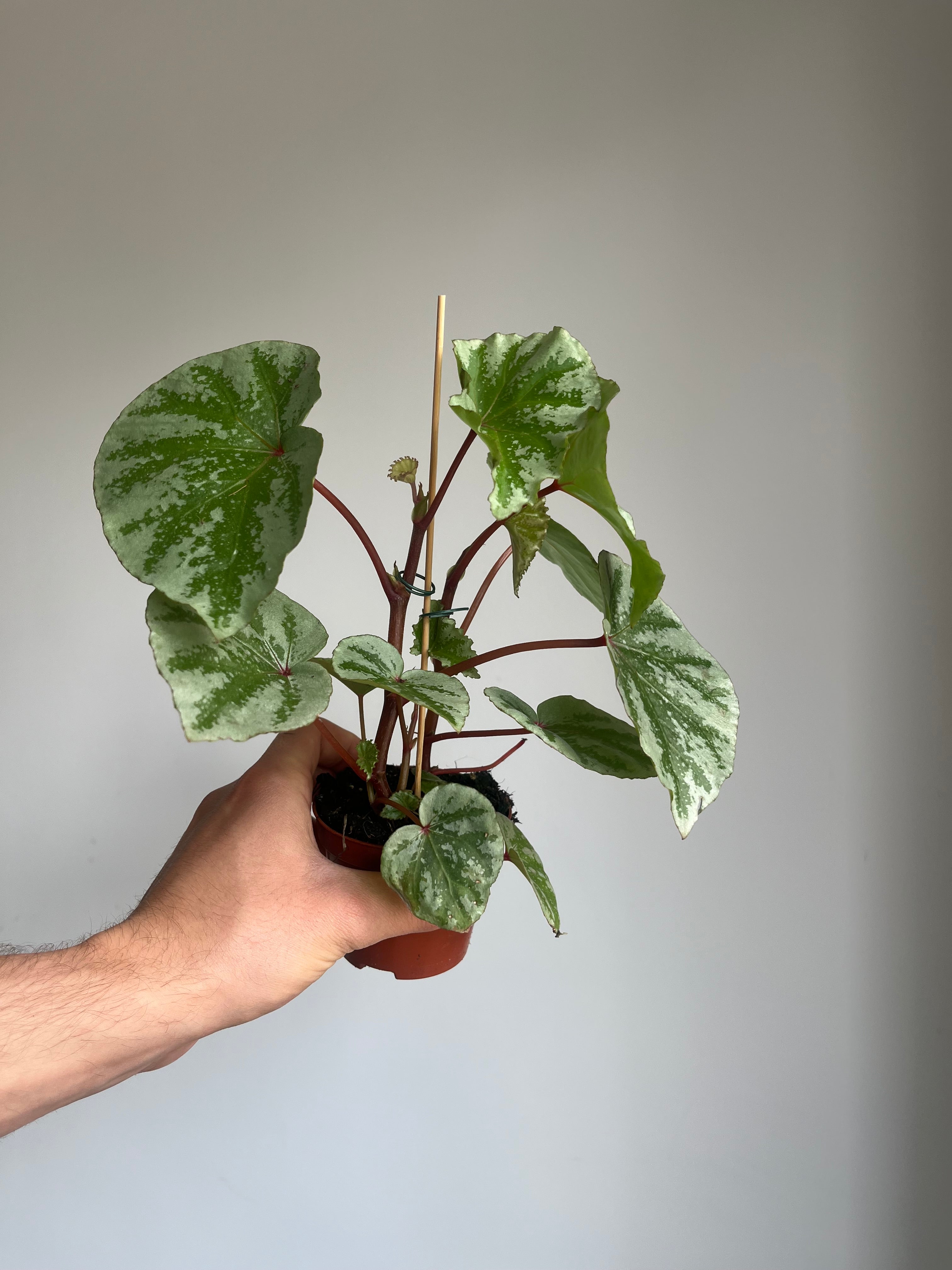 Begonia 'Temuyuk Silver'