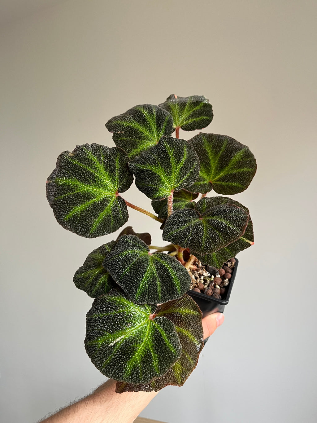 The Begonia starter pack