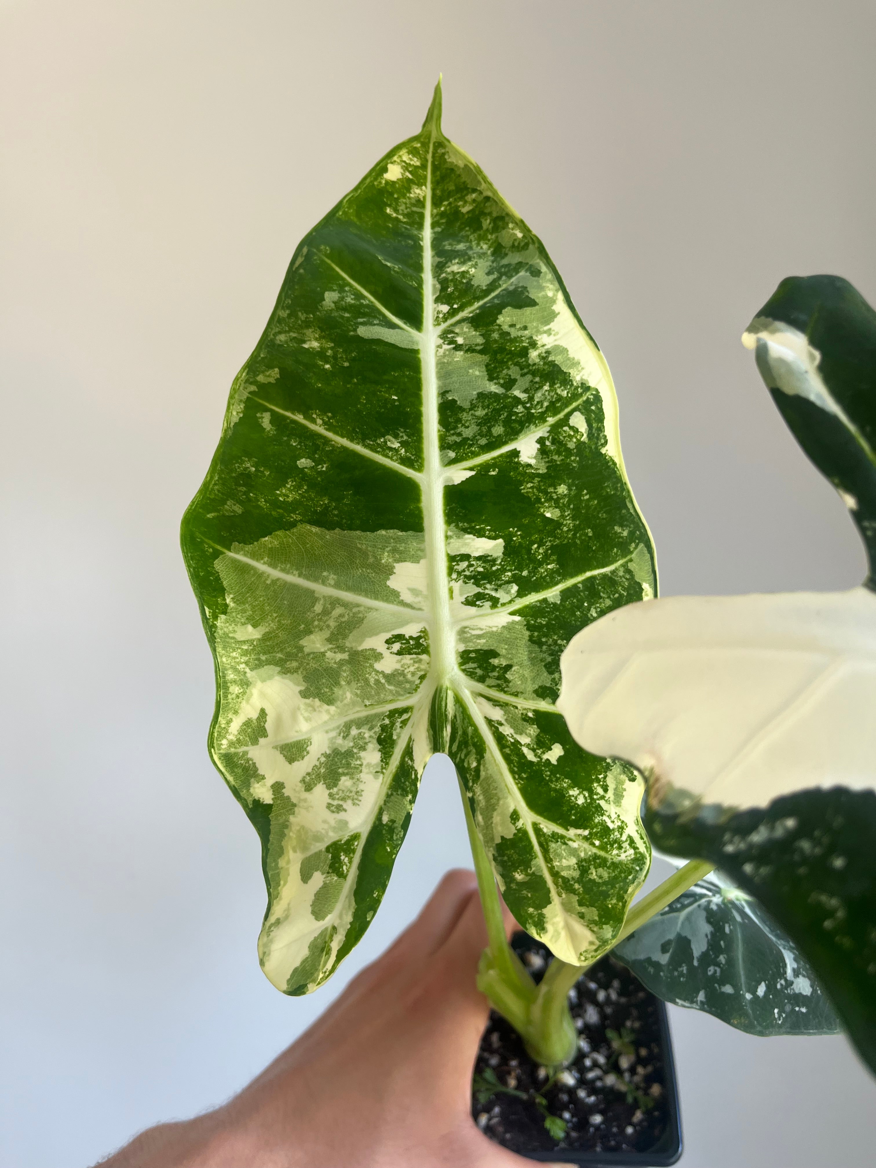 Alocasia frydek variegated (Large)