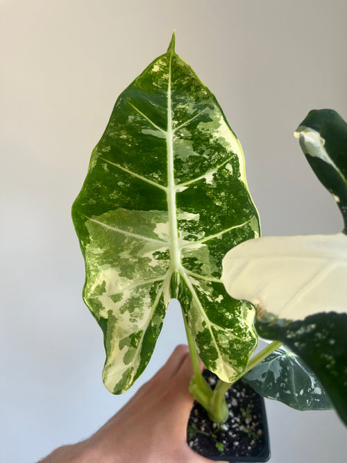 Alocasia frydek variegated