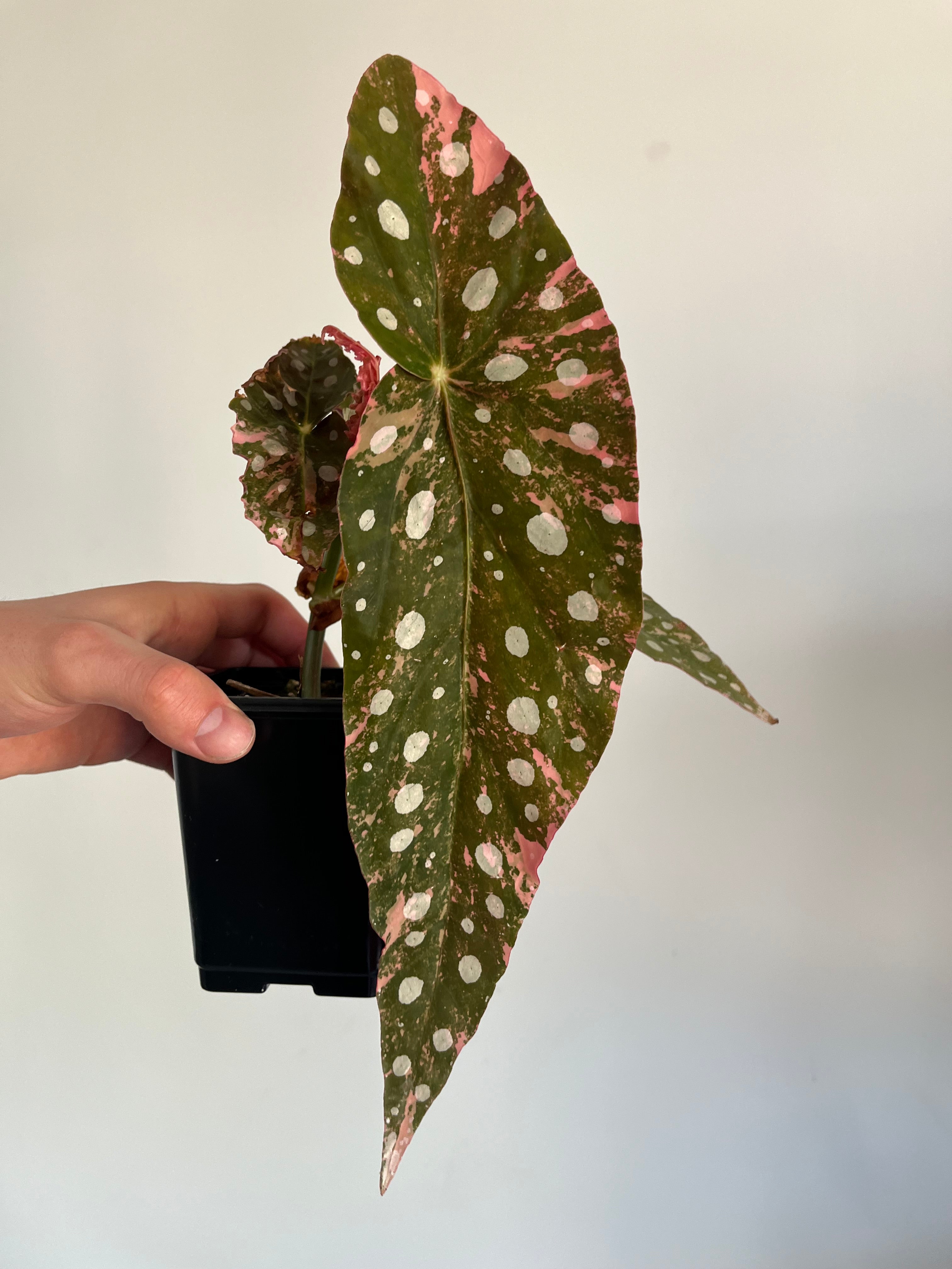 Begonia Maculata ‘pink’ #3