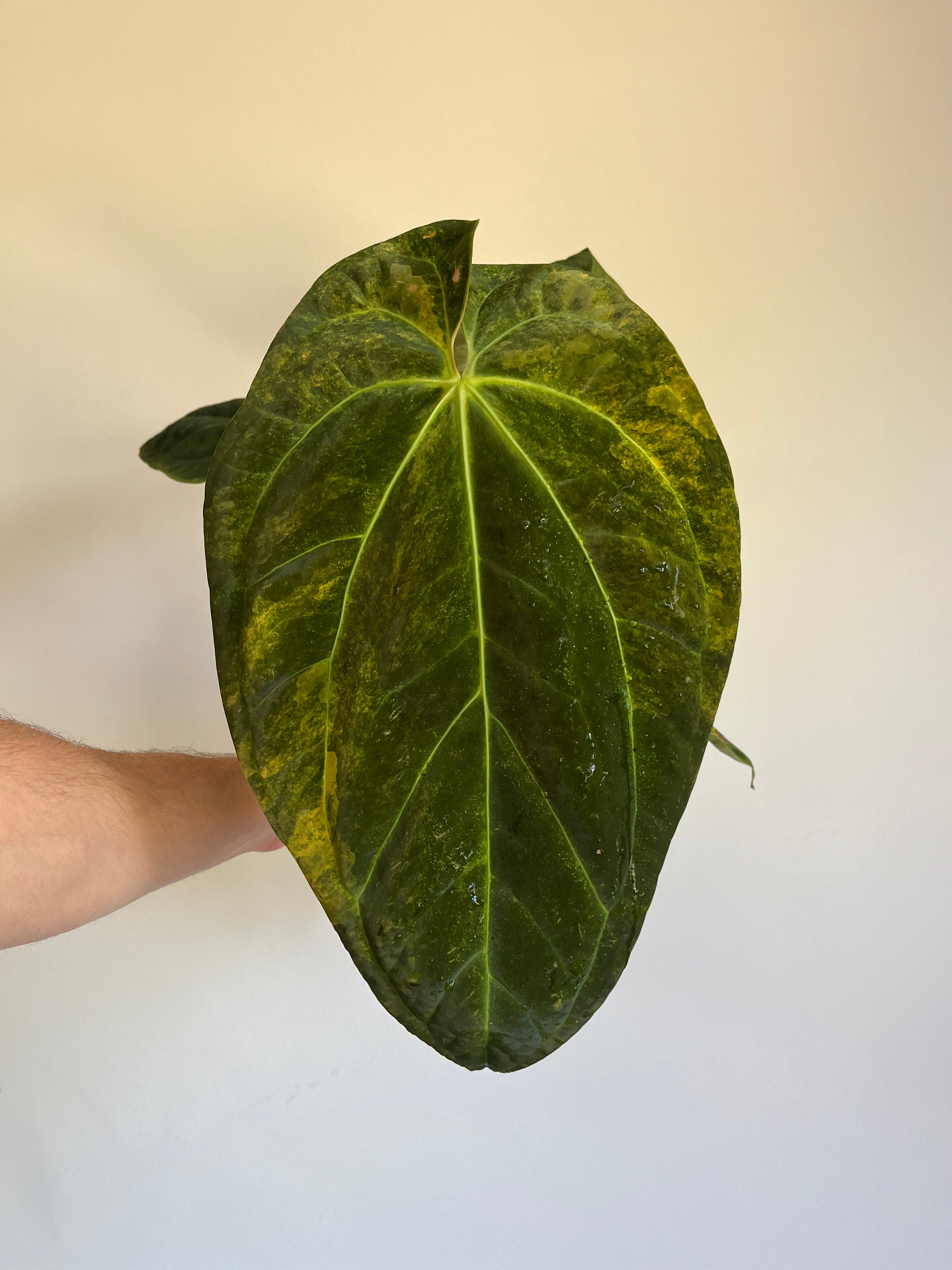 Anthurium papillilaminum x Green Mamba Variegated