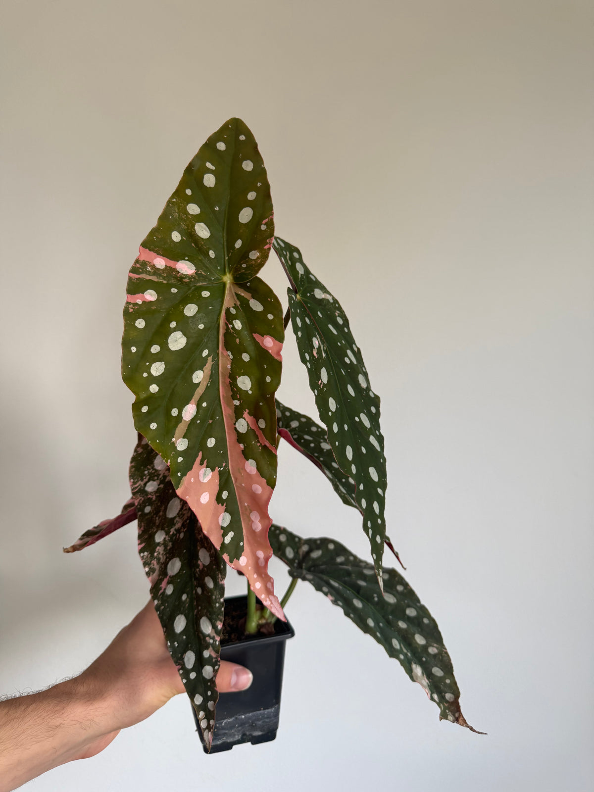 Begonia Maculata pink variegated #5