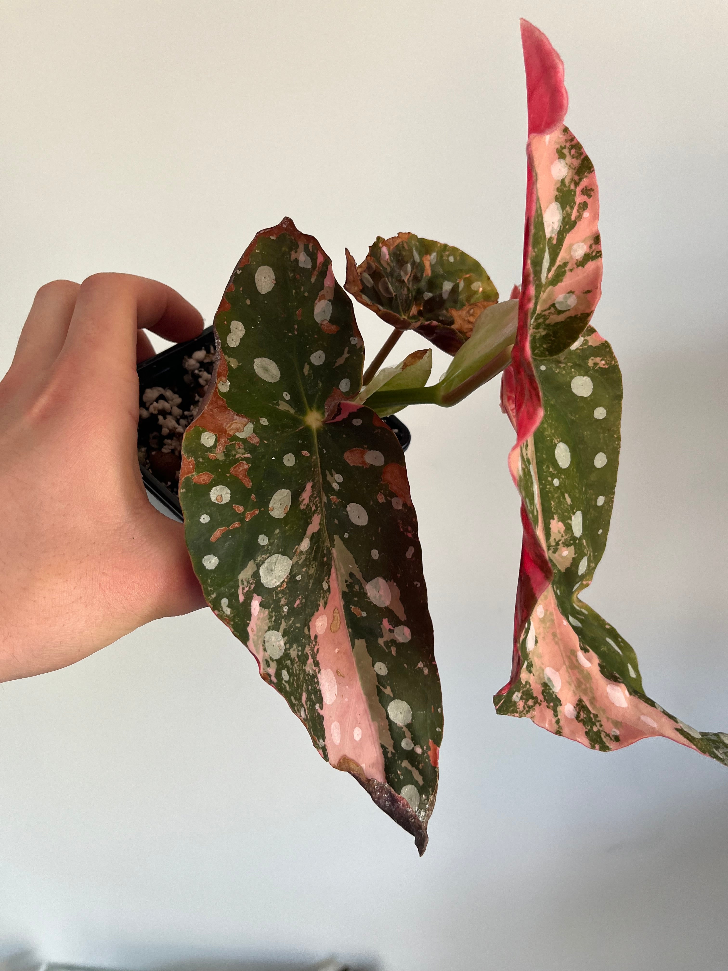 Begonia Maculata ‘pink’ #6