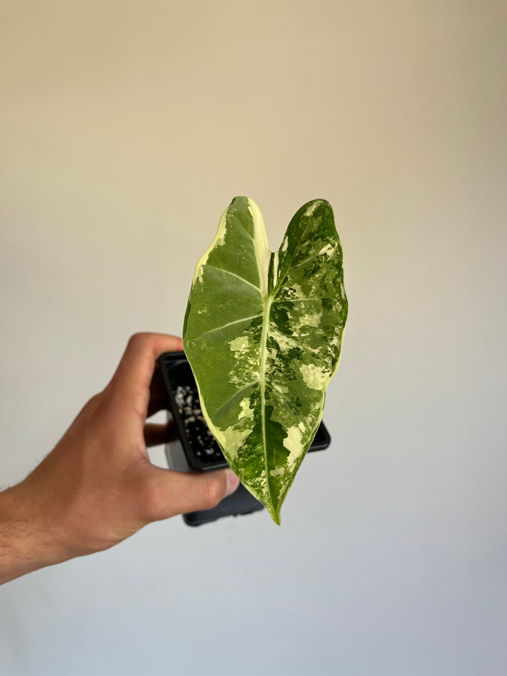 Alocasia frydek variegated (Small)