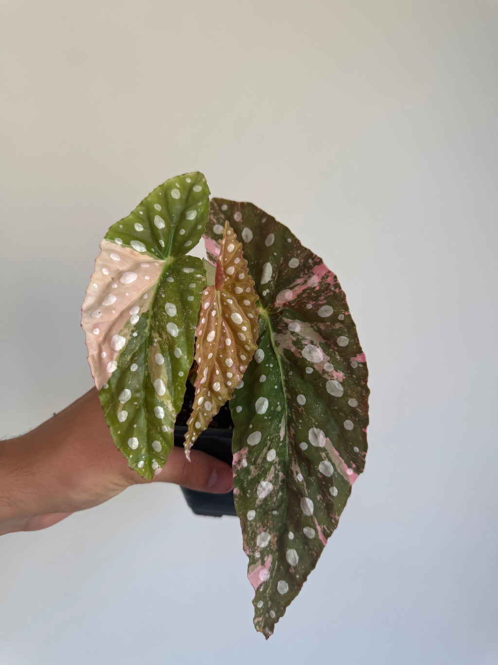 Begonia Maculata ‘pink’ #8