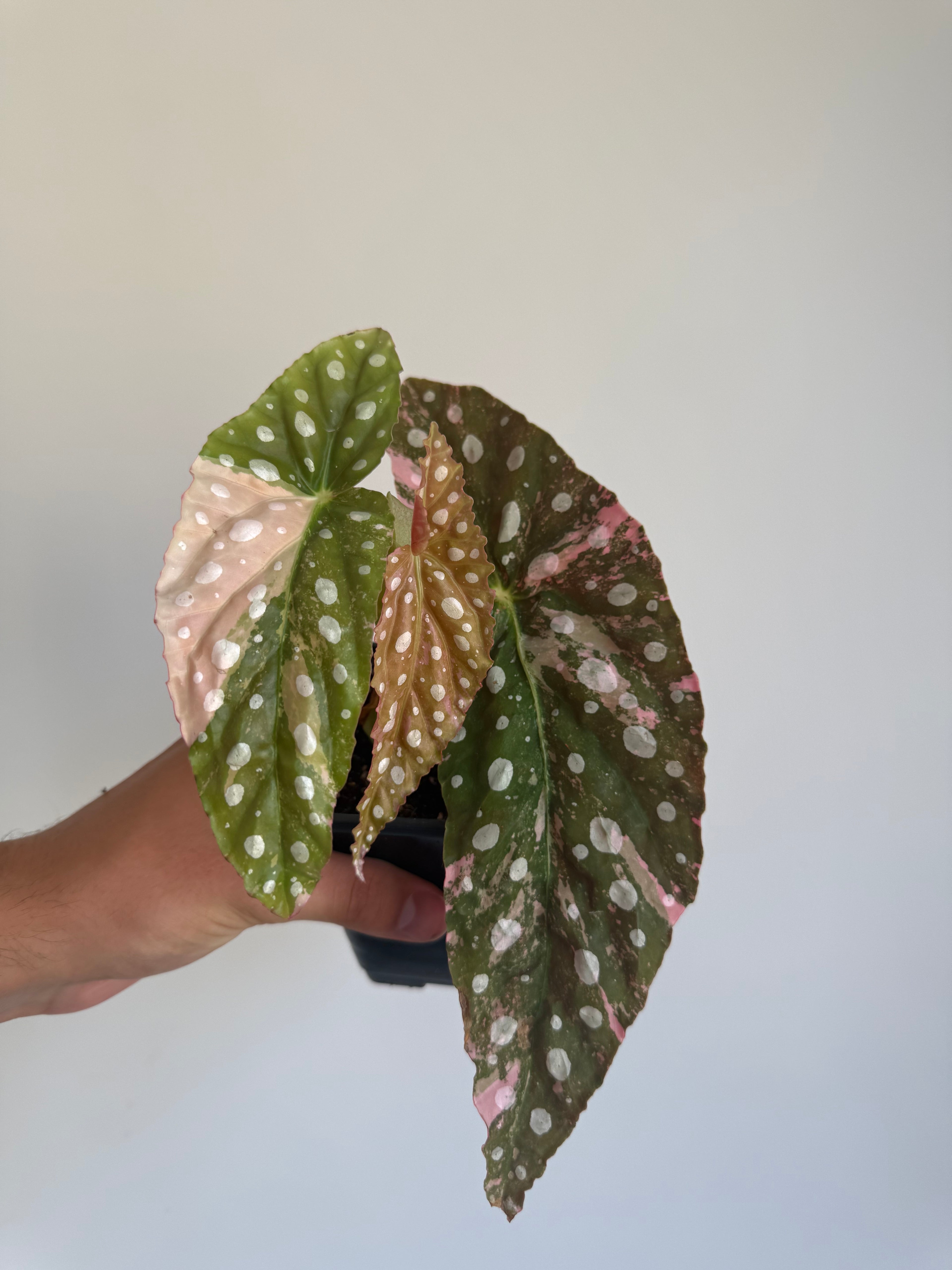 Begonia Maculata ‘pink’ #8