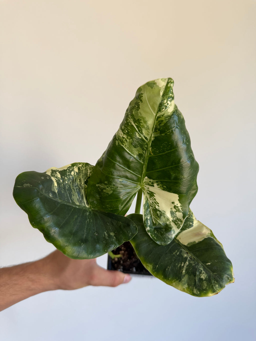 Alocasia macrorrhiza 'Variegata' Small size