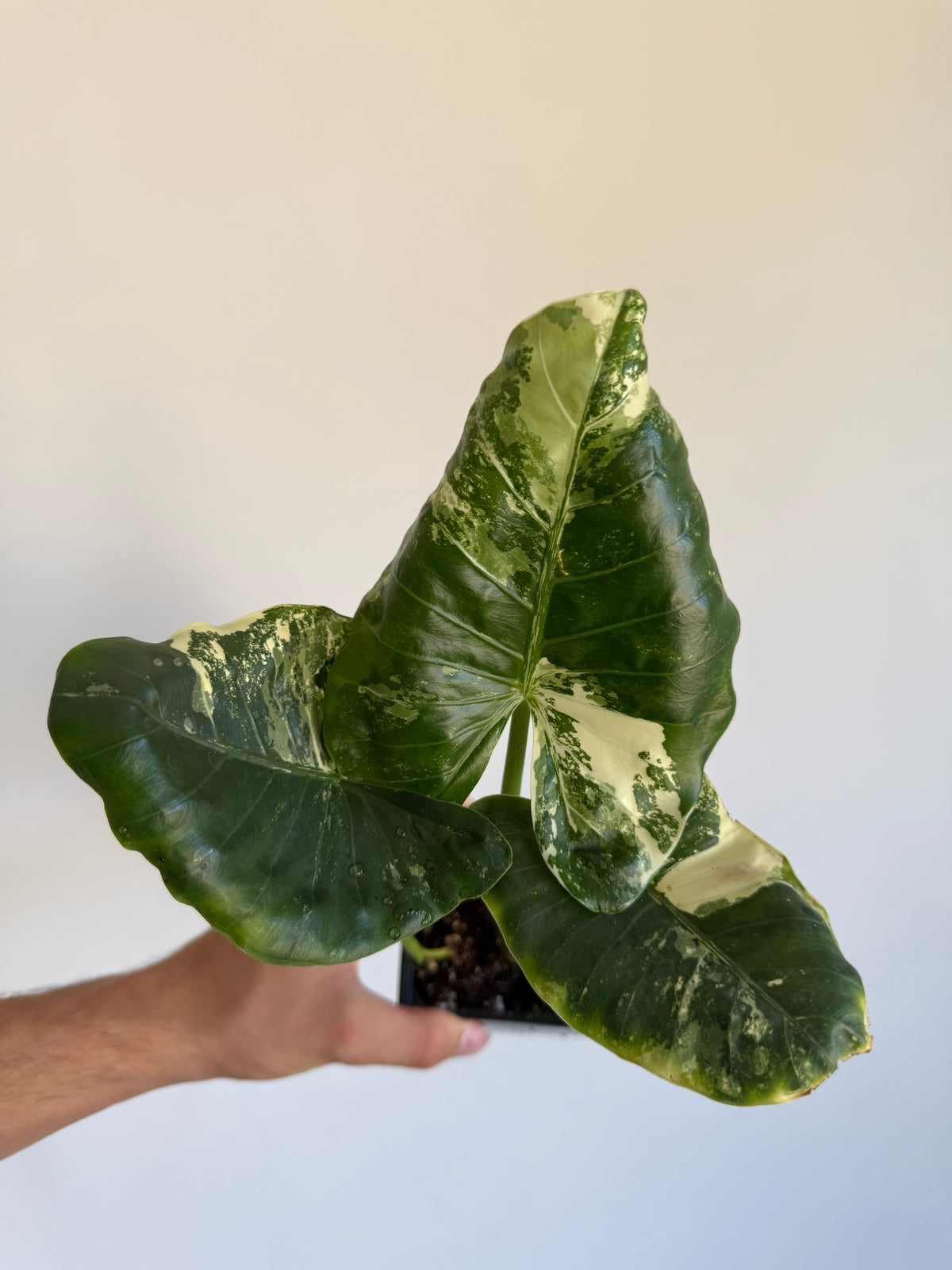 Alocasia macrorrhiza 'Variegata' Small size