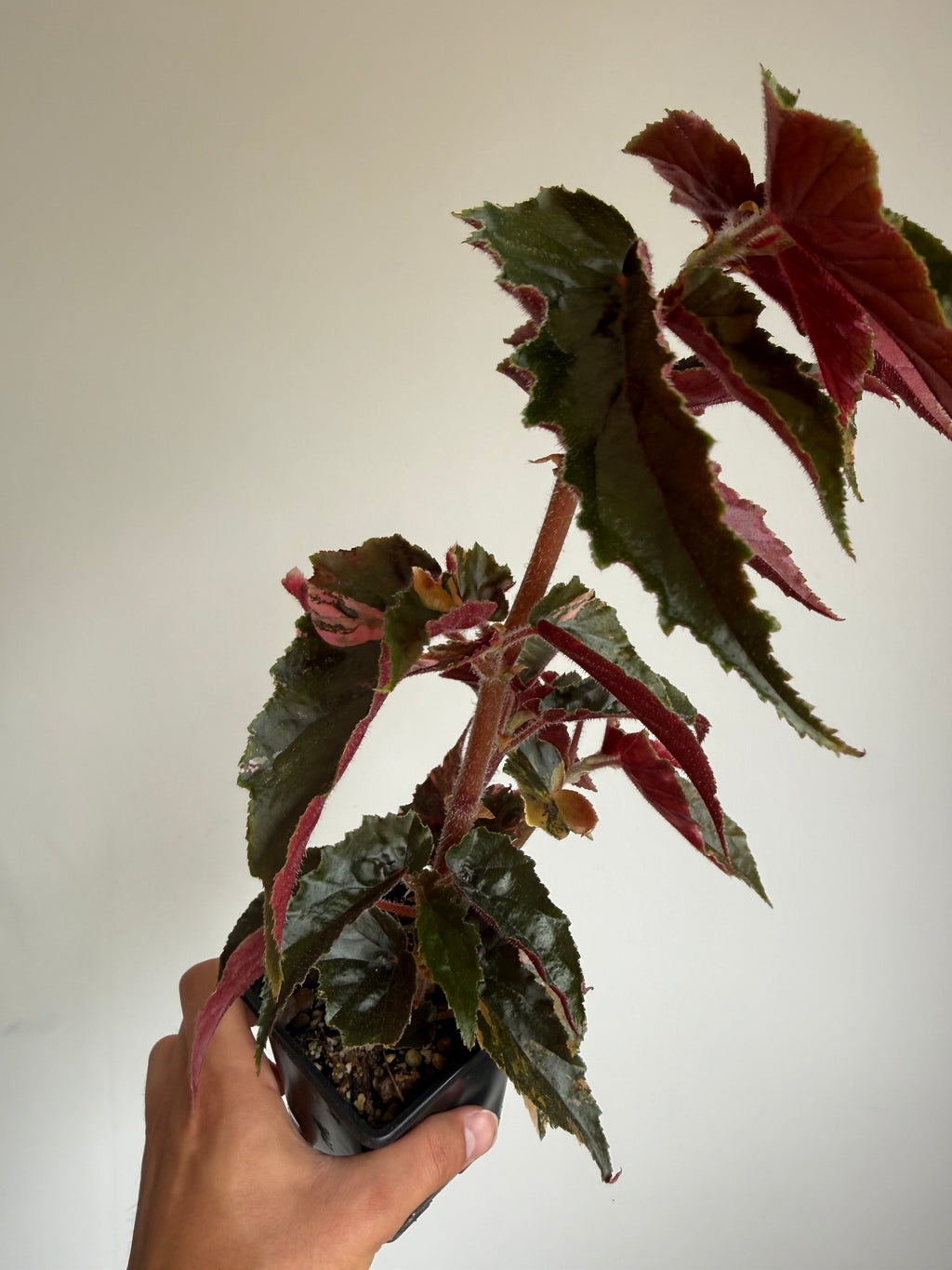 XL Begonia Ginny Galaxy