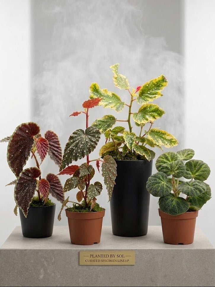 The Begonia starter pack