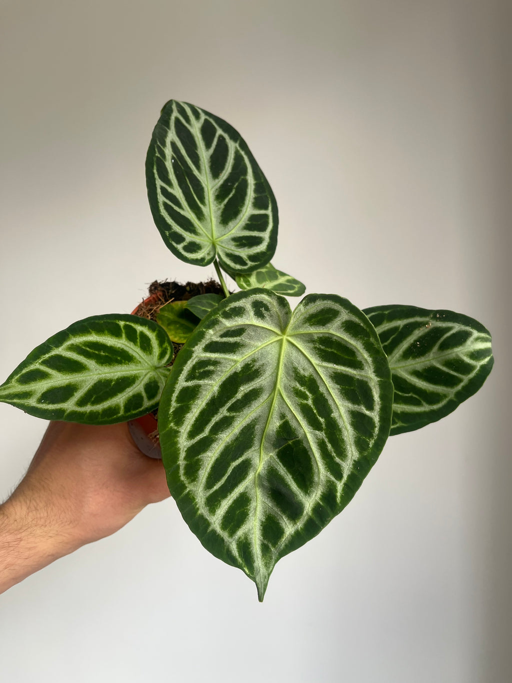 Anthurium Crystallinum 'Silver Bush'