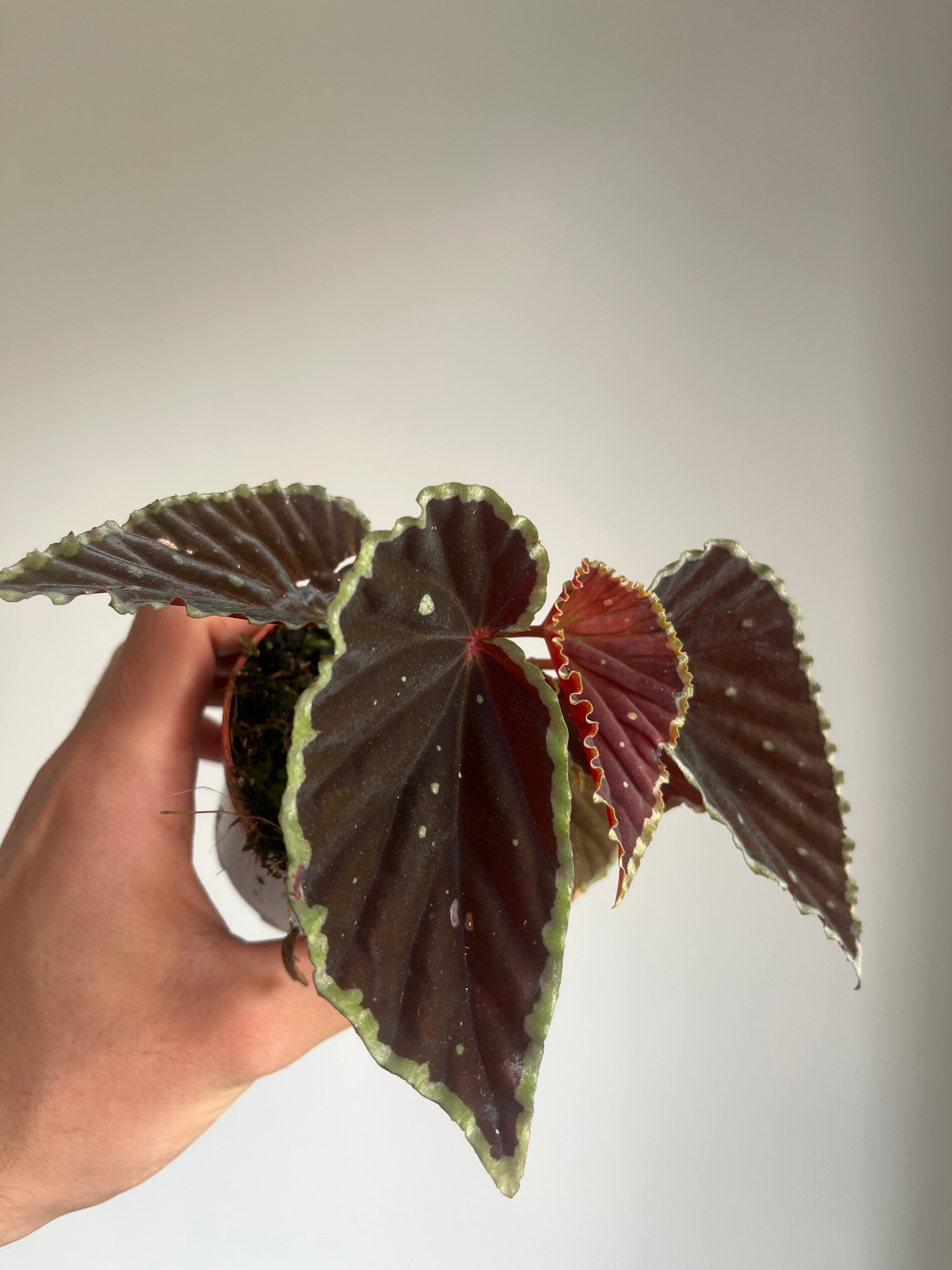 Begonia Darthvaderiana 'Green spots'