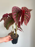 Begonia Brevirimosa Exotica