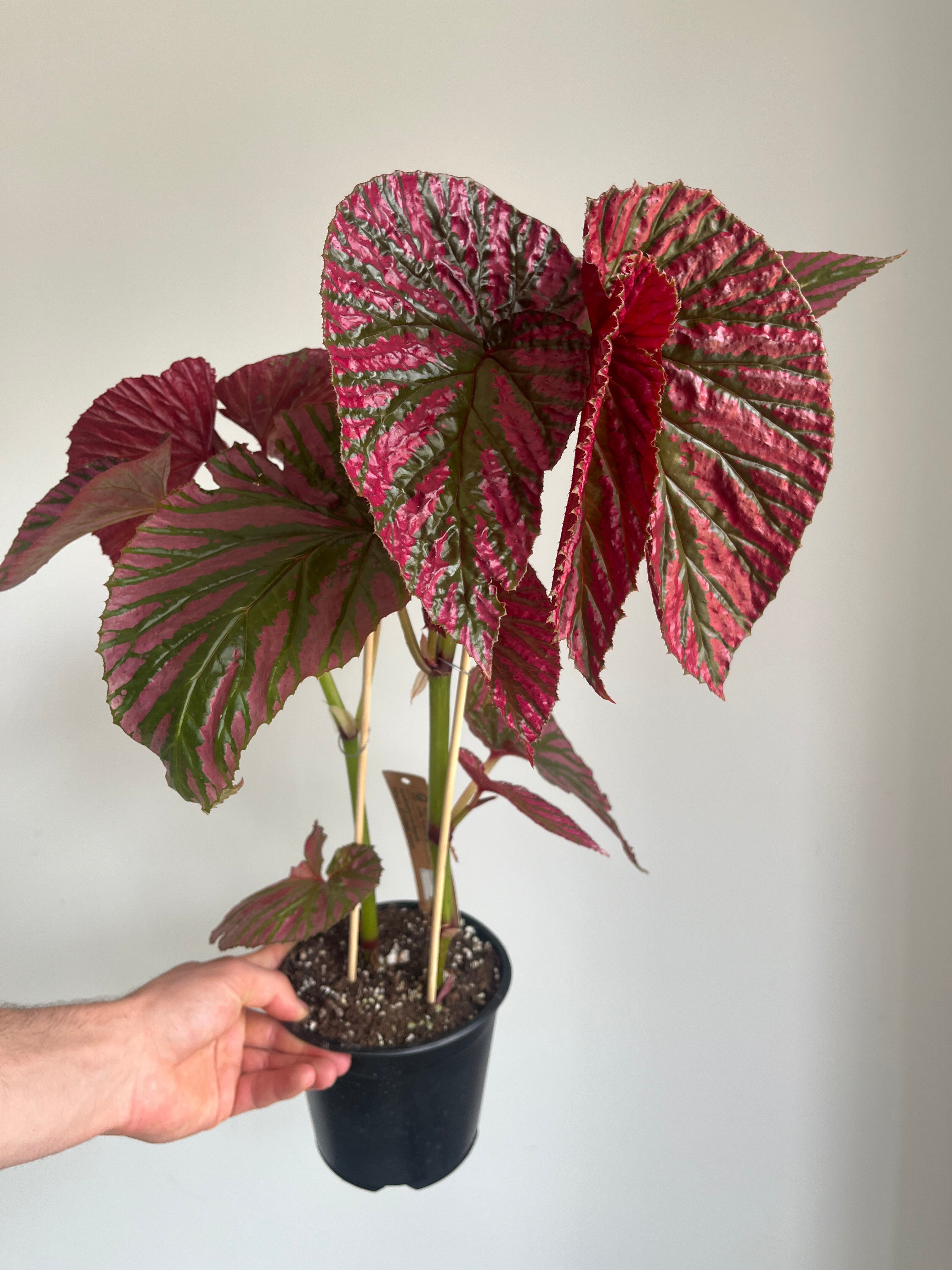 Begonia Brevirimosa Exotica