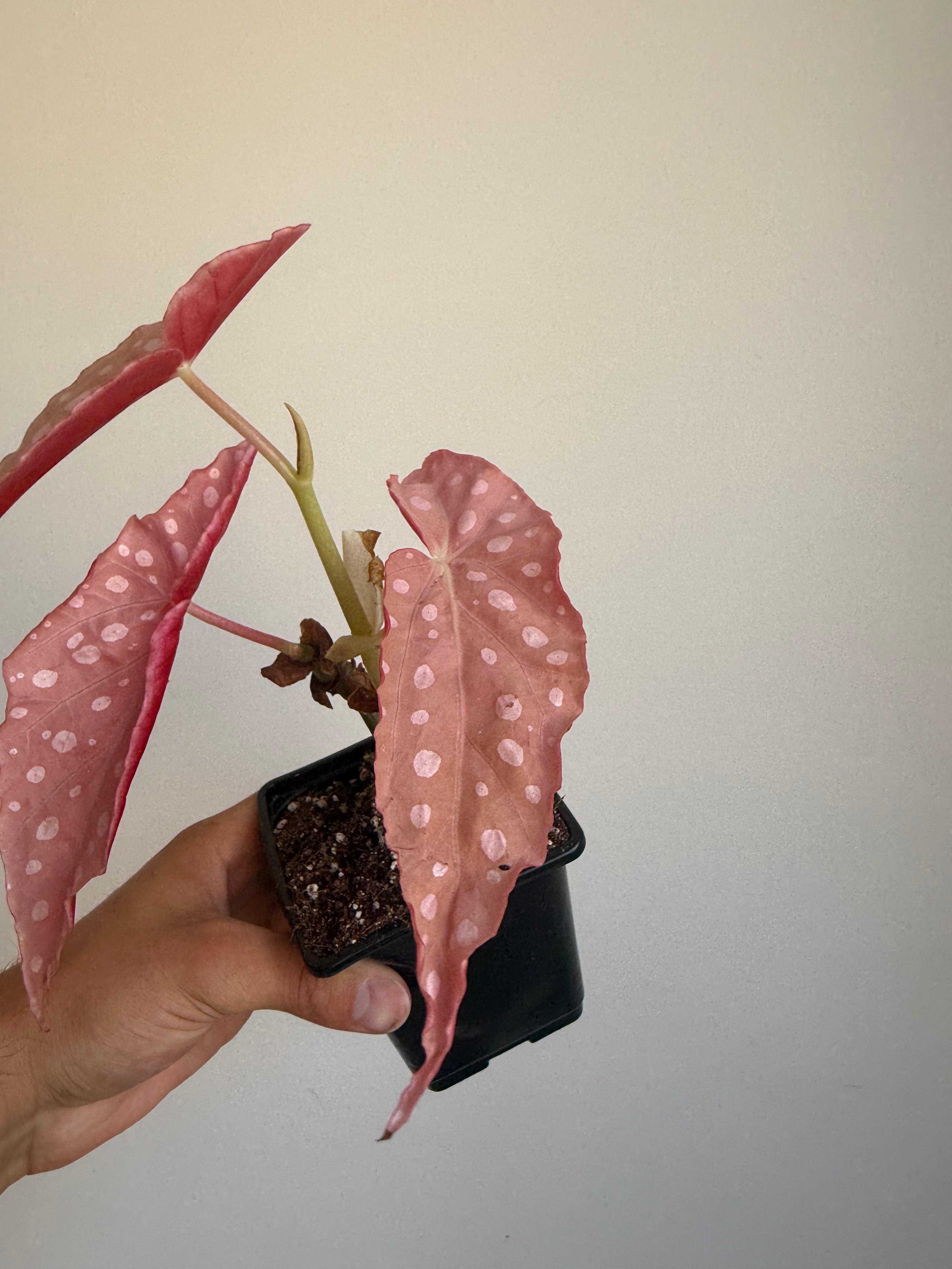 Begonia Maculata ‘pink’ #2