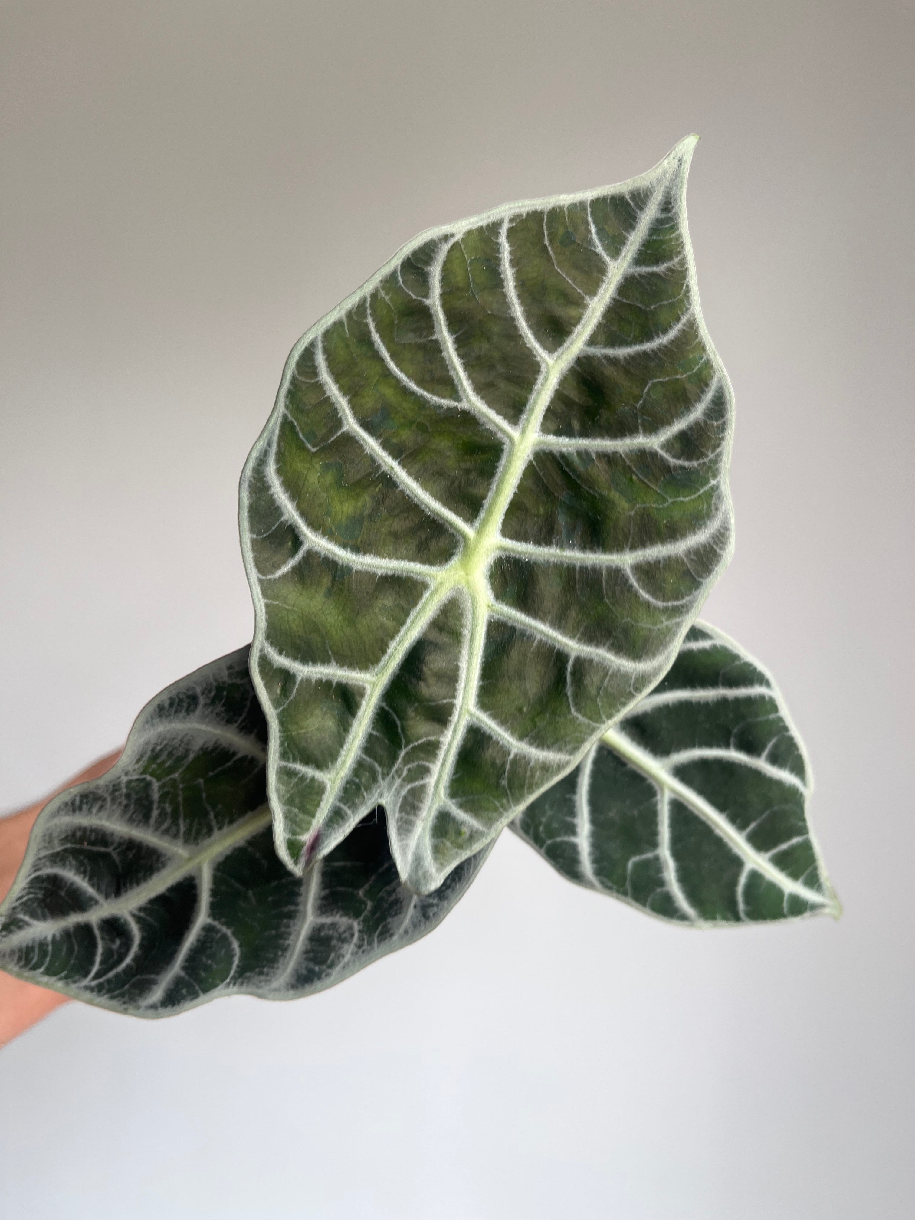 Alocasia 'Watsoniana Lightning'