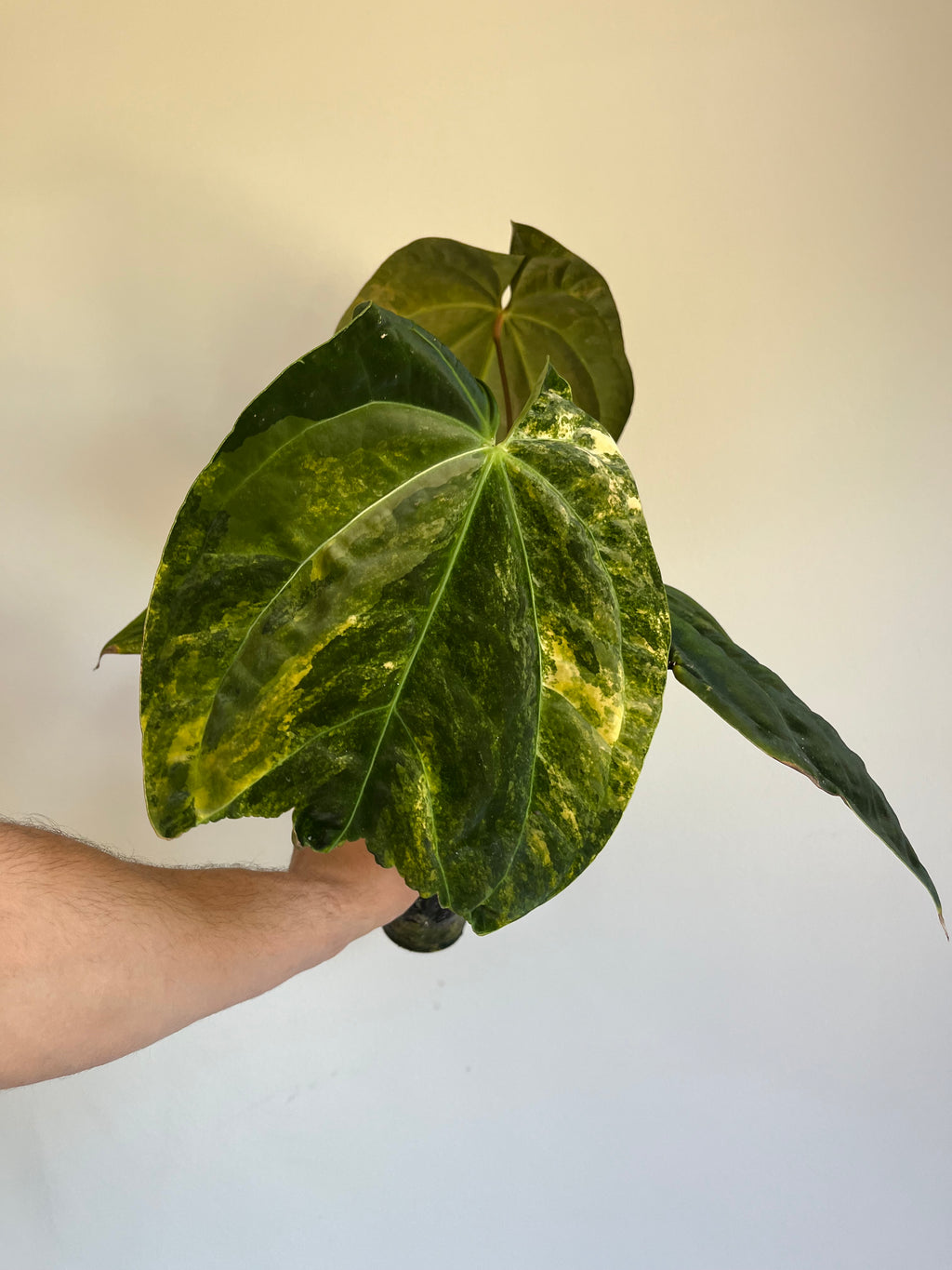 Anthurium papillilaminum x Green Mamba Variegated