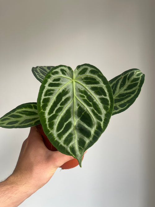 Anthurium Crystallinum 'Silver Bush'