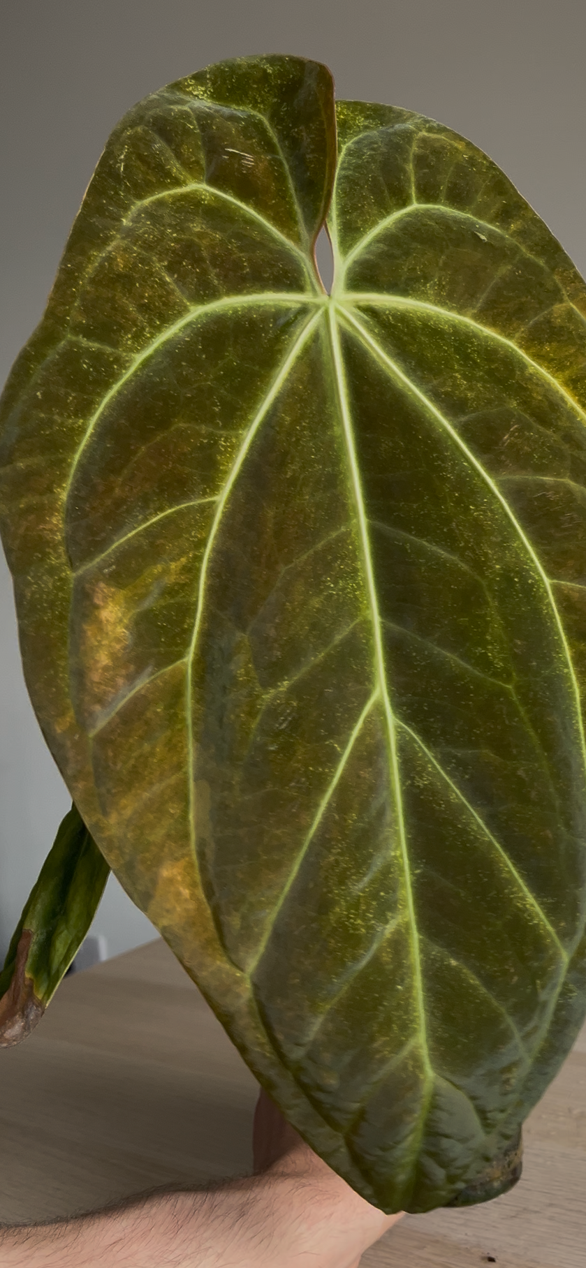 Anthurium papillilaminum x Green Mamba Variegated