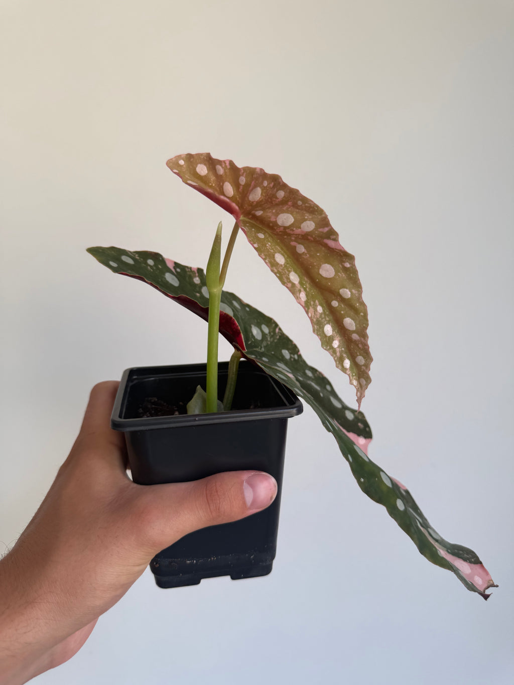 Begonia Maculata ‘pink’ #5