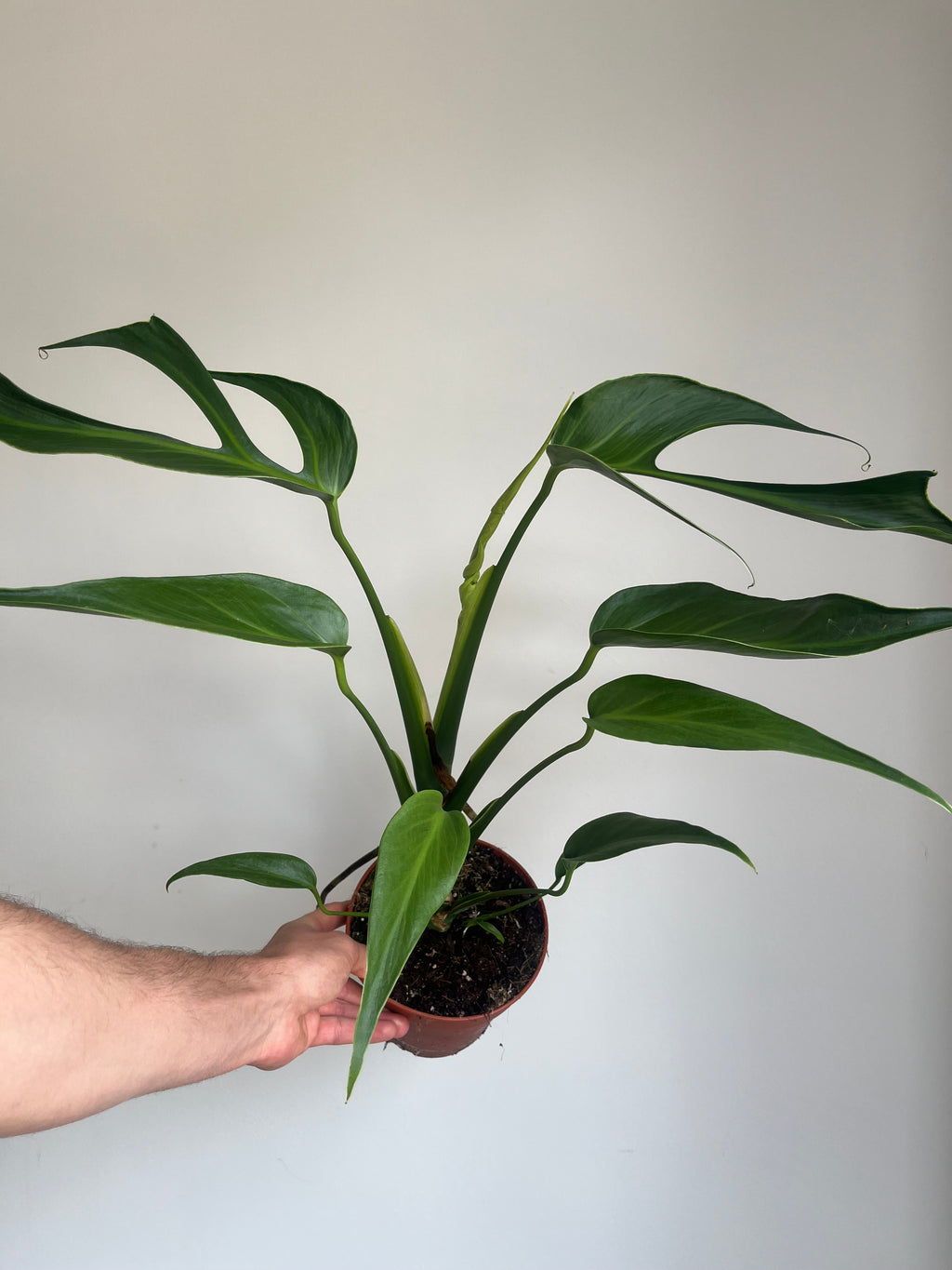 Monstera 'Burle Marx Flame' (Large)