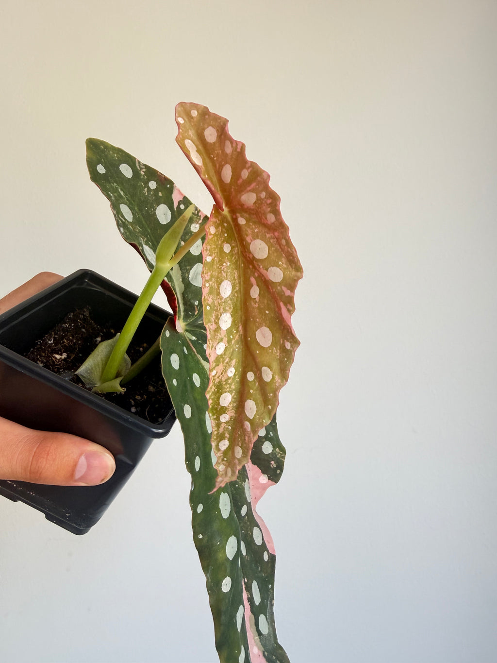 Begonia Maculata ‘pink’ #5