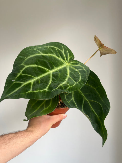 Anthurium magnificum